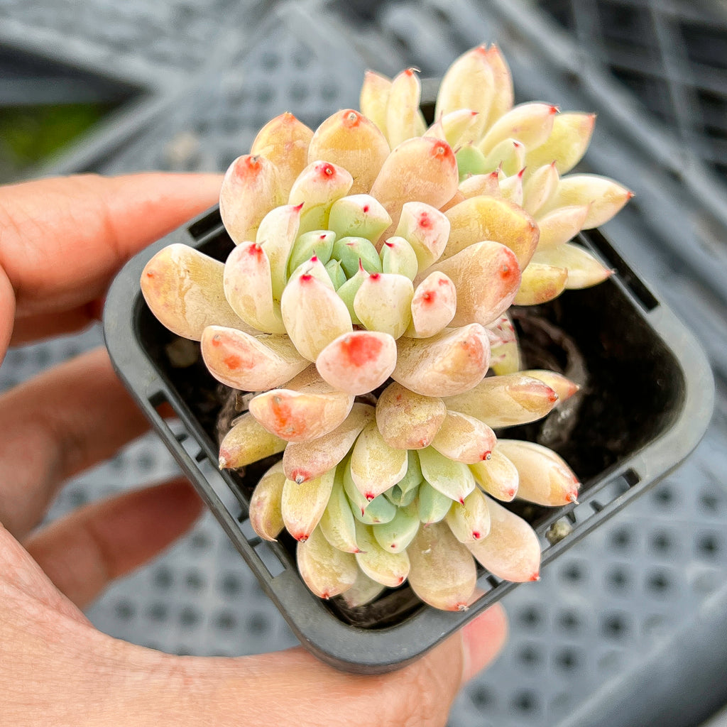 Echeveria White Line