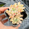 Echeveria White Line