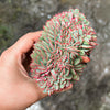Echeveria Mozel Crest