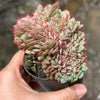 Echeveria Mozel Crest