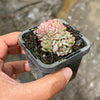 Echeveria Mozel Crest