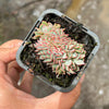 Echeveria Mozel Crest
