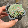 Echeveria Mozel Crest