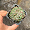 Echeveria Mozel Crest