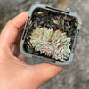 Echeveria Mozel Crest