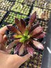 Aeonium 'Du Rozzen'