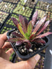 Aeonium 'Du Rozzen'