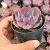 Echeveria 'Neon Breakers'
