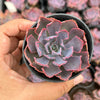 Echeveria 'Neon Breakers'