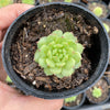 Echeveria 'Kircheriana'
