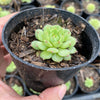 Echeveria 'Kircheriana'
