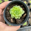 Echeveria 'Kircheriana'