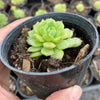 Echeveria 'Kircheriana'