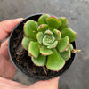 Echeveria cv. Joan Daniel