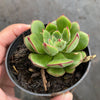Echeveria cv. Joan Daniel