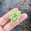 Sedum Clavatum (2 x CUTTING)