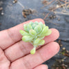 Sedum Clavatum (2 x CUTTING)