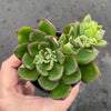 Echeveria cv. Joan Daniel