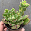 Echeveria cv. Joan Daniel