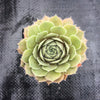 Sempervivum Turmoil (P/C)