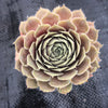 Sempervivum Turmoil (P/C)