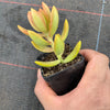 Sedum adolphii (has mark)