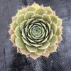 Sempervivum Turmoil (P/C)