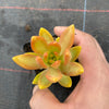 Sedum adolphii (has mark)