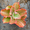Echeveria 'Dick's Pink'