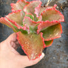 Echeveria 'Dick's Pink'