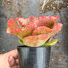 Echeveria 'Dick's Pink'