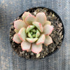 Echeveria 'Love me'