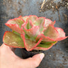 Echeveria 'Dick's Pink'