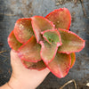 Echeveria 'Dick's Pink'