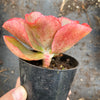 Echeveria 'Dick's Pink'