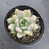 Echeveria 'Violet magic'