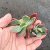 Pachyphytum 'Dr. cornelius' (1 x CUTTING)