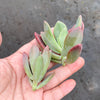 Pachyphytum 'Dr. cornelius' (1 x CUTTING)