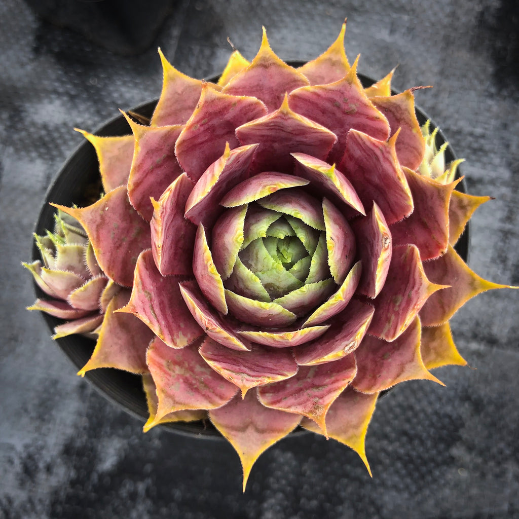 Sempervivum 'Pinkerine'
