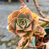 Aeonium calderense (1 x CUTTING)(RARE)