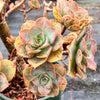Aeonium calderense (1 x CUTTING)(RARE)