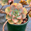 Aeonium calderense (1 x CUTTING)(RARE)