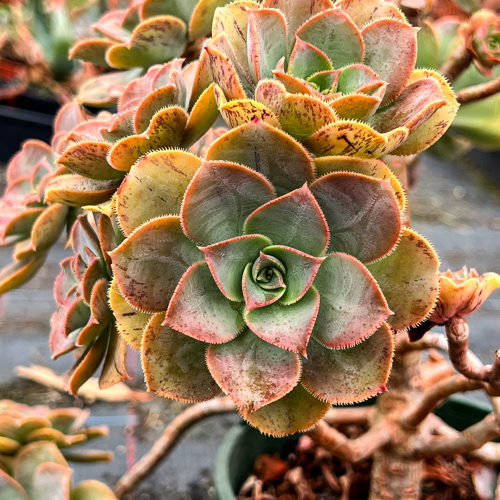 Aeonium calderense (1 x CUTTING)(RARE)