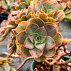 Aeonium calderense (1 x CUTTING)(RARE)