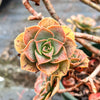 Aeonium calderense (1 x CUTTING)(RARE)
