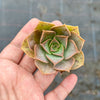 Aeonium calderense (1 x CUTTING)(RARE)