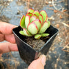 Echeveria pulidonis 'Christmas'