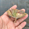 Aeonium calderense (1 x CUTTING)(RARE)