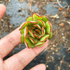 Echeveria pulidonis 'Christmas'