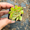 Echeveria pulidonis 'Christmas'